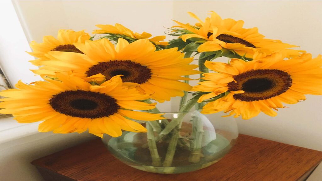 image of sunflowers in a vase on a table